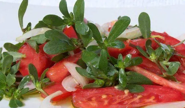 Gli abbinamenti di Piero Cantore: la portulaca in insalata