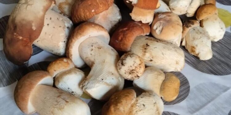 Presila catanzarese, spuntano i primi funghi