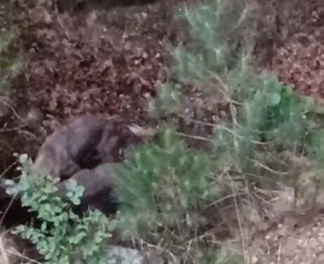 Giuseppe Alessio, i tre lupi e il cinghiale: una “favola” dei giorni nostri