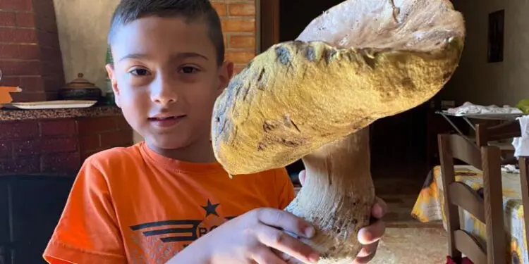 Petronà, trovato altro fungo gigante