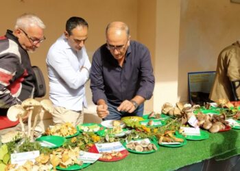 Entusiasmo di pubblico per 23esima mostra micologica del Gruppo Micologico Lametino