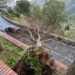 Cerva, grosso albero cade sulla strada provinciale