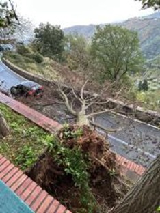 Cerva, grosso albero cade sulla strada provinciale