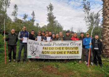 Una giornata con Antonino Lonobile e Manolo Guzzo tra gli ulivi a a scuola di potatura (video)