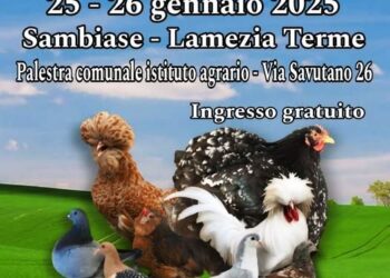 L’As.C.Av. e la sua tradizionale “Mostra Intersociale di Avicoli e Colombi ornamentali”