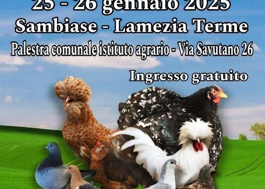 L’As.C.Av. e la sua tradizionale “Mostra Intersociale di Avicoli e Colombi ornamentali”