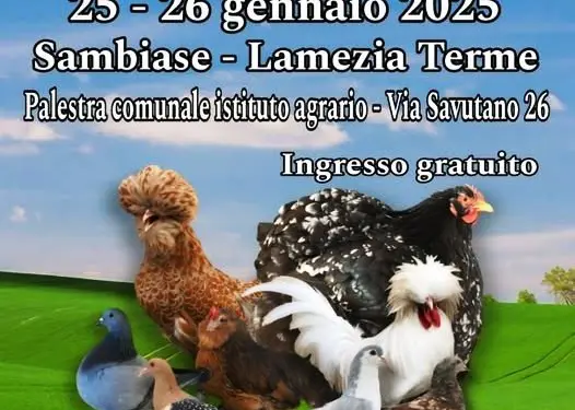 L’As.C.Av. e la sua tradizionale “Mostra Intersociale di Avicoli e Colombi ornamentali”