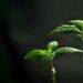 CBD, potenziale rimedio naturale contro l’alcolismo