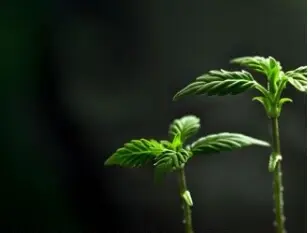 CBD, potenziale rimedio naturale contro l’alcolismo