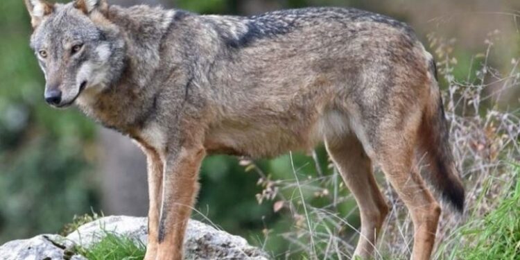 Scigliano: “Attenti al Lupo!”