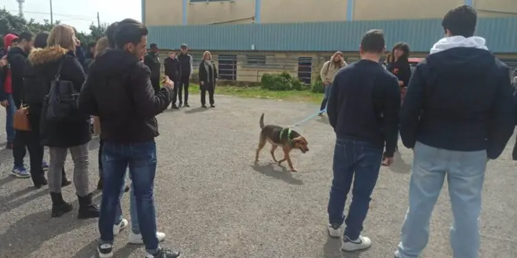 Attività con il cane