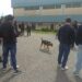 All’IPS “L. Costanzo” di Lamezia Terme il progetto “AMI…AMO…LI” per sensibilizzare gli alunni al rispetto verso gli animali