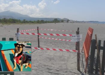 Un nido da record: oltre 150 uova di tartaruga “fiutate” da Mia cagnolina di Scigliano