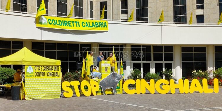 Coldiretti Calabria, cinghiali: bene graduatoria per difesa delle colture. Ora misure straordinarie per emergenza