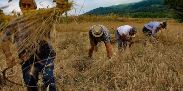 Le Vie del Grano – Dalla tradizione all’innovazione