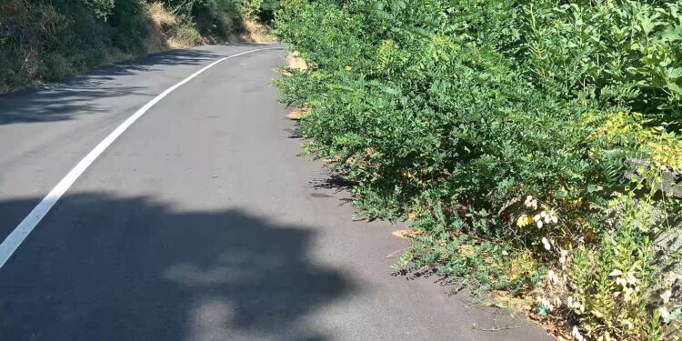 Petronà, erba alta su strada provinciale: gli utenti segnalano disservizio