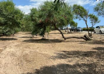 Completati i lavori di pulizia e manutenzione della pineta di Botricello