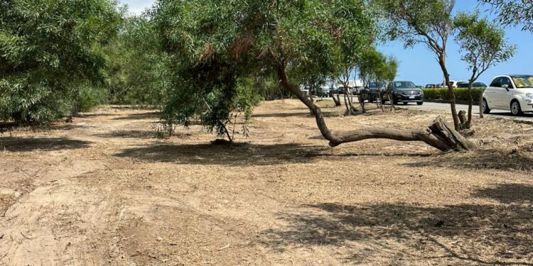 Completati i lavori di pulizia e manutenzione della pineta di Botricello