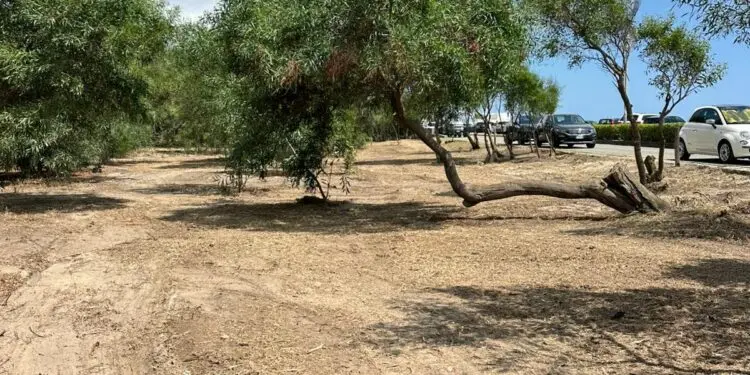 Completati i lavori di pulizia e manutenzione della pineta di Botricello