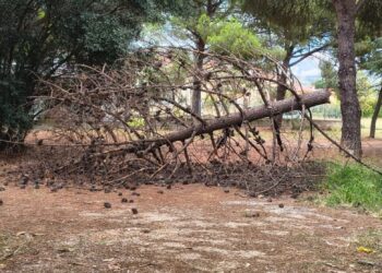 Campora San Giovanni (CS), albero si spezza e cade su un’auto nel parco