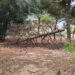 Campora San Giovanni (CS), albero si spezza e cade su un’auto nel parco
