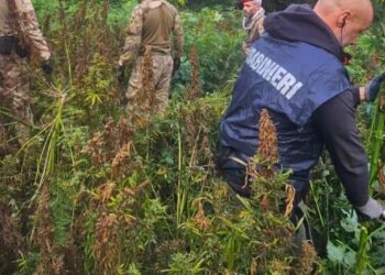 Compagnia Carabinieri di Soveria Mannelli sequestrata canapa indiana: circa 4.800 piante nascoste e coltivate nel Reventino