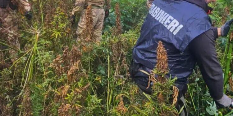 Compagnia Carabinieri di Soveria Mannelli sequestrata canapa indiana: circa 4.800 piante nascoste e coltivate nel Reventino