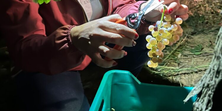 Vendemmia notturna per il vino Lunapiena: un’esperienza unica