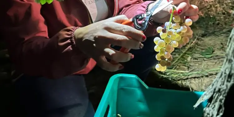 Vendemmia notturna per il vino Lunapiena: un’esperienza unica
