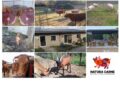 Nasce la Filiera Corta “Natura Carne”, una nuova Associazione di Produttori promossa dal GAL dei Due Mari e finanziata dal PSR Calabria 2014–2020
