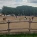 Zagarise: I cavalieri del Parco organizzano XIV raduno cavalli