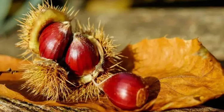 Carpanzano: attesa per la sagra della castagna, XIX° edizione