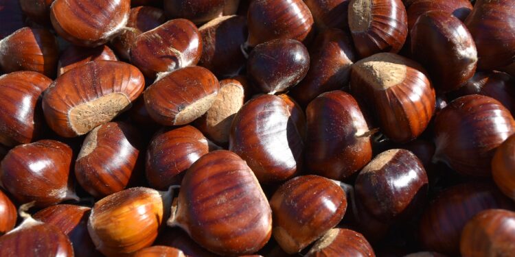 Festa della castagna – Platania 08/11/2025