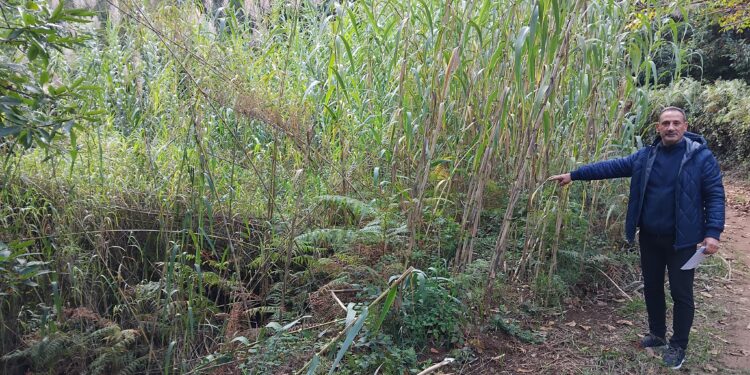 I torrenti Ponzo di Badolato e Ponzio di Girifalco: un errore toponomastico da correggere