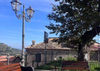 Montepaone illumina l’ultimo Albero della Libertà d’Italia: tutela, memoria e fruizione contemporanea