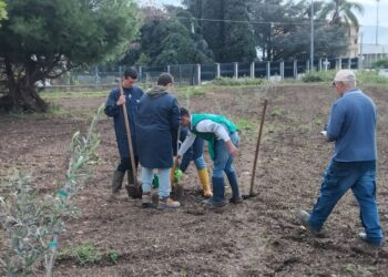 L’agraria dell’IIS “Costanzo” inaugura a Lamezia un nuovo oliveto a scopo didattico (video)