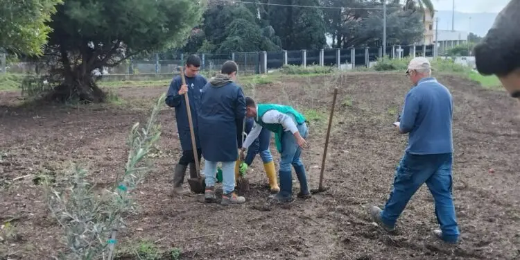 L’agraria dell’IIS “Costanzo” inaugura a Lamezia un nuovo oliveto a scopo didattico (video)