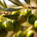 AS.PR.OL. organizza a Catanzaro una Giornata Dimostrativa sull’Olivicoltura Innovativa e Promuove la Qualità della Filiera Calabrese