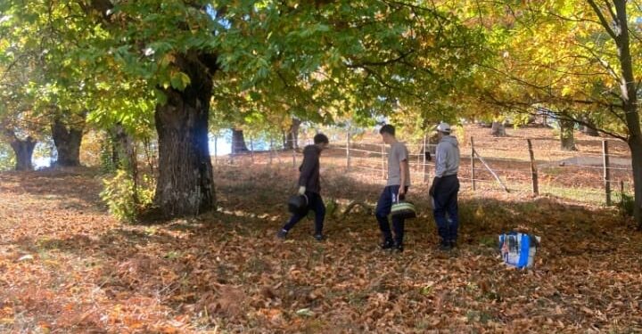 Petronà, ottima la raccolta delle castagne.