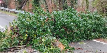 Decollatura, cade albero: traffico interrotto all’altezza dell’incrocio Gesariellu