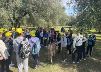 Oleoturismo: la Calabria tra i protagonisti nazionali per produzione e potenziale oleoturistico una realtà con il profumo di olio, persone e futuro