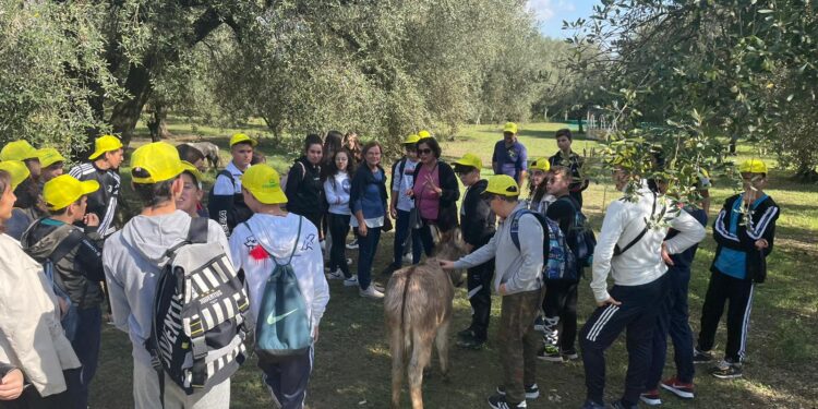 Oleoturismo: la Calabria tra i protagonisti nazionali per produzione e potenziale oleoturistico una realtà con il profumo di olio, persone e futuro