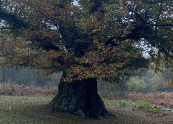 Cerva, al via potatura dell’albero monumentale “Il castagno del cielo”