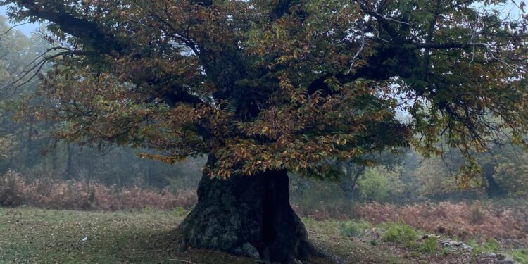 Cerva, al via potatura dell’albero monumentale “Il castagno del cielo”