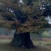 Cerva, al via potatura dell’albero monumentale “Il castagno del cielo”