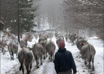 Cinema e Pastoralismo: Figli del Minotauro in Spagna per raccontare la transumanza podolica