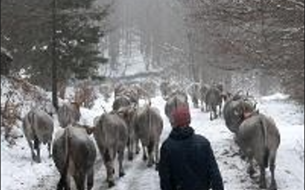 Cinema e Pastoralismo: Figli del Minotauro in Spagna per raccontare la transumanza podolica
