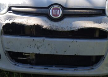 Emergenza cinghiali: Decollatura, presa d’assalto auto parcheggiata