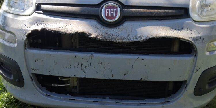 Emergenza cinghiali: Decollatura, presa d’assalto auto parcheggiata