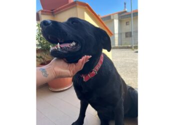 Cerva, una bella storia e la fervente indole animalista di Francesca